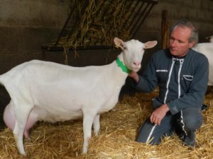 producteur-chèvre : Producteur de Fromage à Maillezais